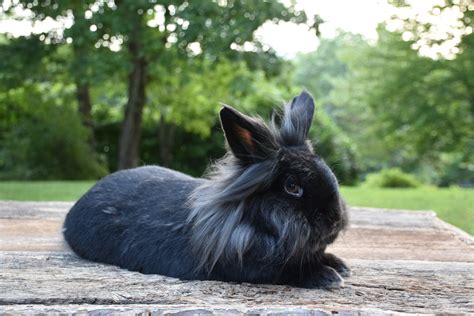 adult lionhead bunny|female lionhead rabbit.